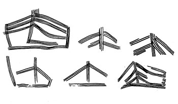 Tectiformes