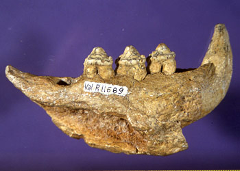 Phoque moine - mandibule