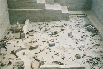 Couche stratigraphique avec ossements de mammouths