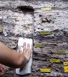 Couches stratigraphiques contenant lme matelas de feuilles utilisé comme literie il y a 77 000 ans à la préhistoire
