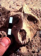 Crâne Aegyptopithécus