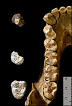 Comparaison des dents de gorille actuel et de Chororapithecus