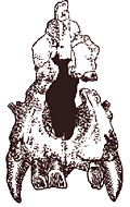 Moropithécus - crâne et face