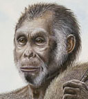 Reconstitution Homo floresiensis