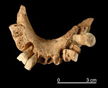 Homo antecessor - Machoire vue du dessus