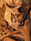 Identifier un fossile ou un objet préhistorique