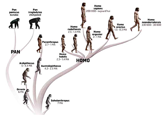 Evolution des hominidés