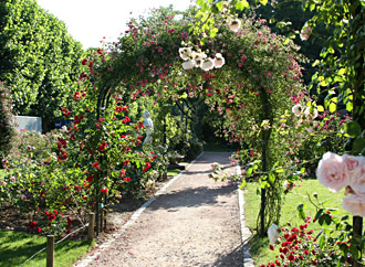 Allée dans la roseraie du Jardin des Plantes