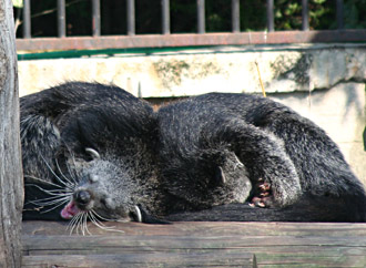 Binturong