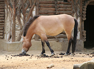 przewalski cheval