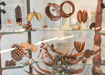 Vitrine de graines