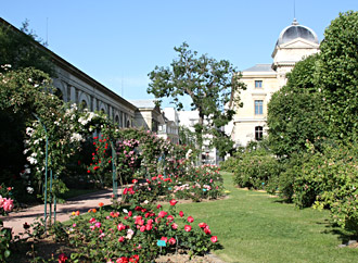 Roseraie le long de la Galerie de Minéralogie