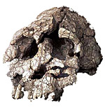 kenyanthropus Playtops - Crâne