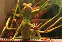 Reptile - Ménagerie