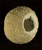 Perle en oursin fossile