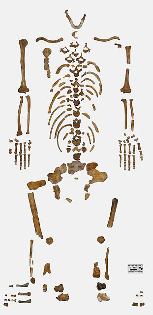 Squelette de l'Homme du Régourdou reconstitué en 2016