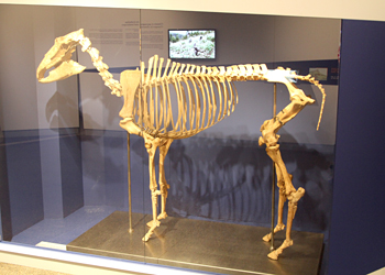 Cheval de Solutré - Squelette