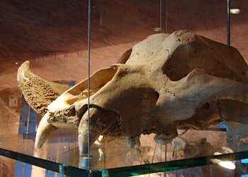 Crâne d'un ours des cavernes retrouvé à Brassempouy