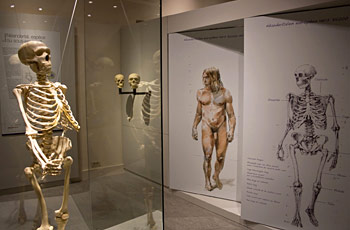 Comparaison anatomique de l'homme de néandertal et Homo sapiens