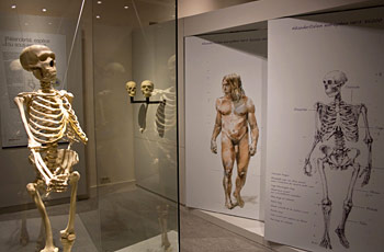 Comparaison anatomique de l'homme de néandertal et Homo sapiens