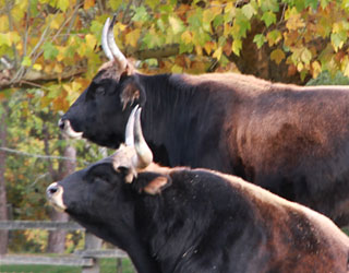 Couple d'aurochs