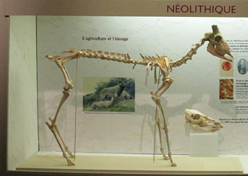 animaux domestiqués au néolithique 