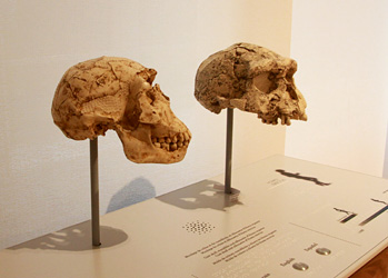 Crâne Homo erectus à toucher