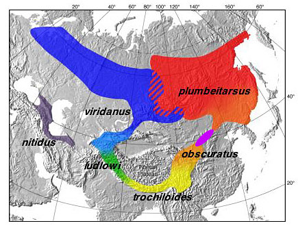 Carte de répartition du Pouillot