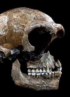 Etude istopique du néandertalien de Spy pour découvrir son régime alimentaire