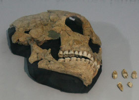 Le crâne de St Cesaire 1