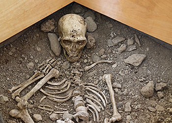 Néandertal en France - Hominidés