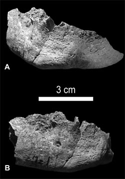 Mandibule du néandertalien de l'abri Riparo di Mezzena