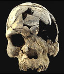 Crâne de Neandertal