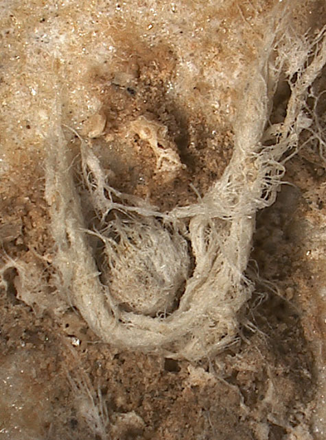 fibres-corde-neandertal-maras