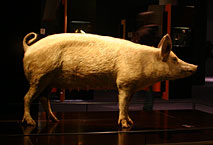 Cochon