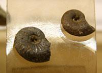 Ammonites perforés - Abri Pataud