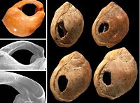 Parure de coquillages retrouvés sur le site de Blombos en Afrique du sud