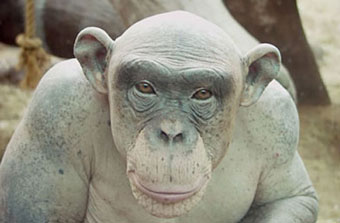 Chimpanzé ayant perdu ses poils, laissant apparaitre une peau blanche