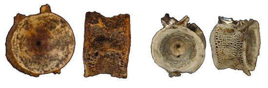 Os de Saumon datant de 11 500 ans en Alaska, preuve de la pratique de la pêche