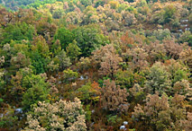 Arbres - Couleurs - Perigord