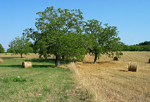 Champs et Meules au Périgord