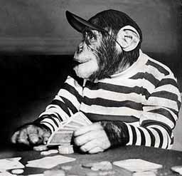 Chimpanzé jouant au poker
