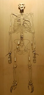 Squelette Pierolapithecus catalaunicus