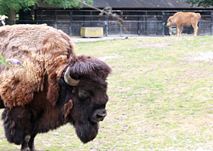 Bison