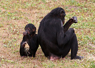 Bonobos assis dos à dos