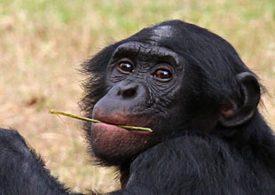 Regard de bonobo