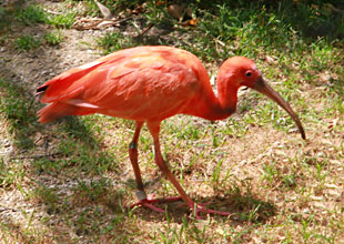 Ibis rouge