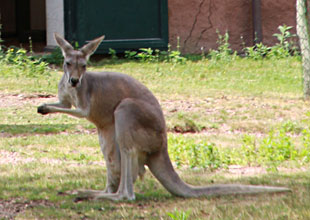 Kangourou roux