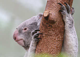 Koala, tête en gros plan