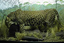 Australopitheque servant de proie à un léopard